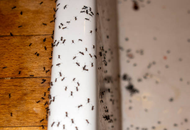 Best Emergency Pest Control  in Combined Locks, WI